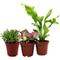 Show in main carousel: ReptiFauna Tree Frog 2-in Pot Live Plant, 3 count slide 1 of 6