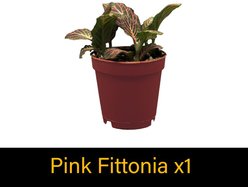 ReptiFauna Tree Frog 2-in Pot Live Plant, 3 count slide 2 of 6