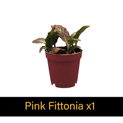 Show full view: ReptiFauna Tree Frog 2-in Pot Live Plant, 3 count slide 6 of 6