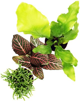 Show full view: ReptiFauna Tree Frog 2-in Pot Live Plant, 3 count slide 3 of 6