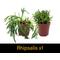 Show in main carousel: ReptiFauna Tree Frog 2-in Pot Live Plant, 3 count slide 5 of 6