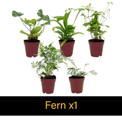 Show full view: ReptiFauna Tree Frog 2-in Pot Live Plant, 3 count slide 4 of 6