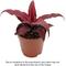 Show in main carousel: ReptiFauna Tropical Cryptanthus Live Plant, 2-in Pot, 1 count slide 1 of 9