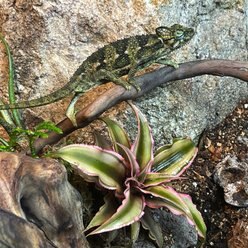 ReptiFauna Tropical Cryptanthus Live Plant, 2-in Pot, 1 count slide 2 of 8