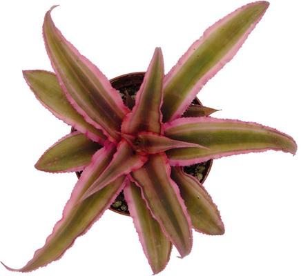 Show full view: ReptiFauna Tropical Cryptanthus Live Plant, 2-in Pot, 1 count slide 8 of 9