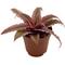 Show in main carousel: ReptiFauna Tropical Cryptanthus Live Plant, 2-in Pot, 1 count slide 6 of 9