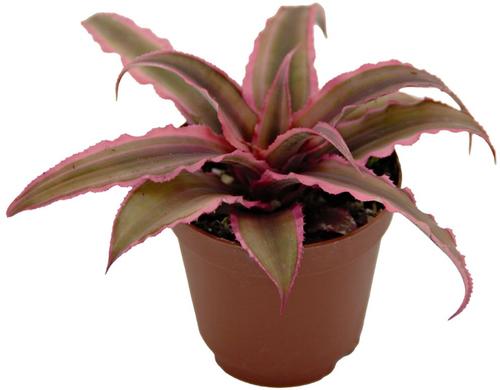 Show full view: ReptiFauna Tropical Cryptanthus Live Plant, 2-in Pot, 1 count slide 6 of 9