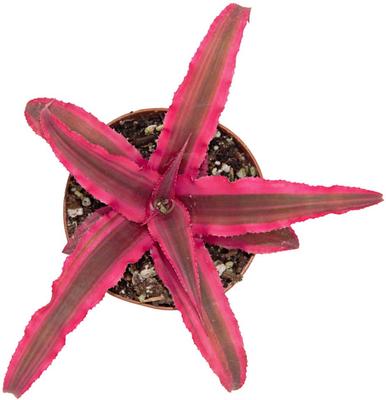 Show full view: ReptiFauna Tropical Cryptanthus Live Plant, 2-in Pot, 1 count slide 5 of 9