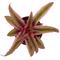 Show in main carousel: ReptiFauna Tropical Cryptanthus Live Plant, 2-in Pot, 1 count slide 7 of 9