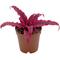 Show in main carousel: ReptiFauna Tropical Cryptanthus Live Plant, 2-in Pot, 1 count slide 4 of 9