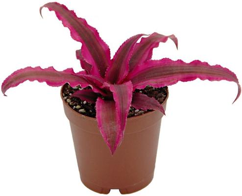 Show full view: ReptiFauna Tropical Cryptanthus Live Plant, 2-in Pot, 1 count slide 4 of 9