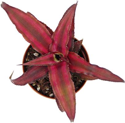 Show full view: ReptiFauna Tropical Cryptanthus Live Plant, 2-in Pot, 1 count slide 3 of 9