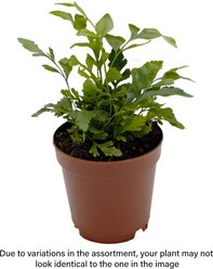 ReptiFauna Tropical Fern Live Plant, 2-in Pot, 1 count