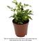 Show in main carousel: ReptiFauna Tropical Fern Live Plant, 2-in Pot, 1 count slide 1 of 9