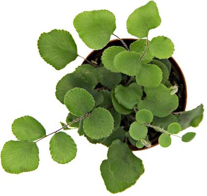 Show full view: ReptiFauna Tropical Fern Live Plant, 2-in Pot, 1 count slide 9 of 9