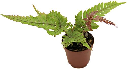Show full view: ReptiFauna Tropical Fern Live Plant, 2-in Pot, 1 count slide 4 of 9