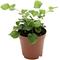 Show in main carousel: ReptiFauna Tropical Fern Live Plant, 2-in Pot, 1 count slide 8 of 9