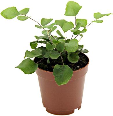 Show full view: ReptiFauna Tropical Fern Live Plant, 2-in Pot, 1 count slide 8 of 9