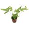 Show in main carousel: ReptiFauna Tropical Fern Live Plant, 2-in Pot, 1 count slide 6 of 9