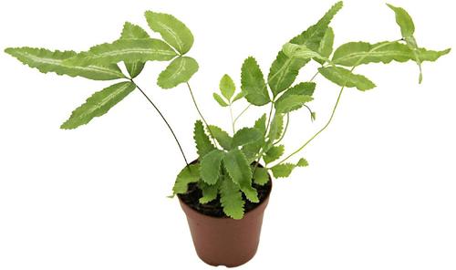 Show full view: ReptiFauna Tropical Fern Live Plant, 2-in Pot, 1 count slide 6 of 9