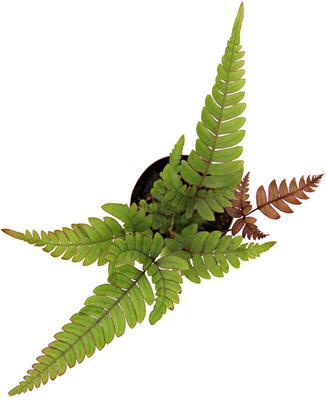 Show full view: ReptiFauna Tropical Fern Live Plant, 2-in Pot, 1 count slide 5 of 9