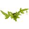 Show in main carousel: ReptiFauna Tropical Fern Live Plant, 2-in Pot, 1 count slide 7 of 9