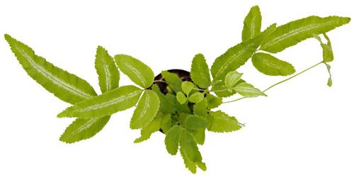 Show full view: ReptiFauna Tropical Fern Live Plant, 2-in Pot, 1 count slide 7 of 9