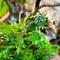 Show in main carousel: ReptiFauna Tropical Fern Live Plant, 2-in Pot, 1 count slide 2 of 9