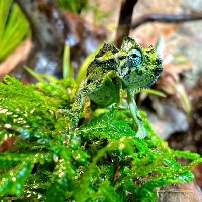 Show full view: ReptiFauna Tropical Fern Live Plant, 2-in Pot, 1 count slide 2 of 9