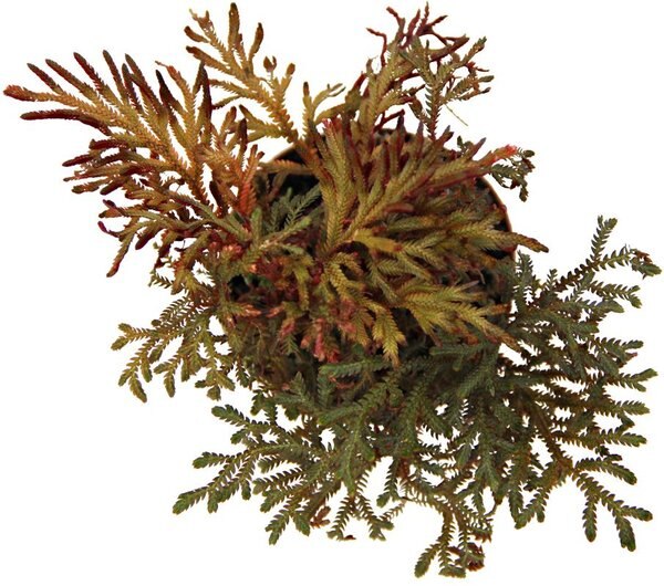ReptiFauna Tropical Moss Live Plant, 2-in Pot