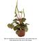 Show in main carousel: ReptiFauna  Tropical Peperomia Live Plant, 2-in Pot, 1 count slide 1 of 10