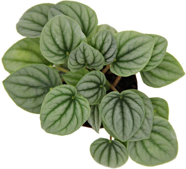 ReptiFauna String of Turtles Peperomia Tropical Plant, 2-inch Pot, 3 count