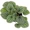 Show in main carousel: ReptiFauna  Tropical Peperomia Live Plant, 2-in Pot, 1 count slide 9 of 10