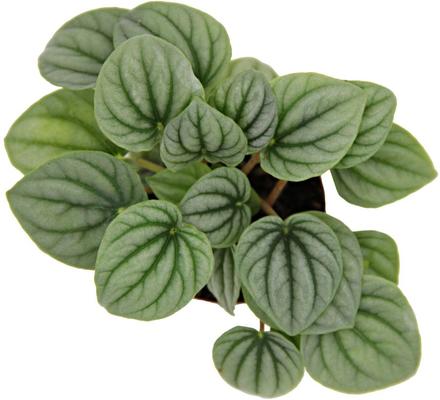 Show full view: ReptiFauna  Tropical Peperomia Live Plant, 2-in Pot, 1 count slide 9 of 10