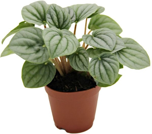 ReptiFauna Pilea Moon Valley Tropical Plant, 2-in Pot, 3 count