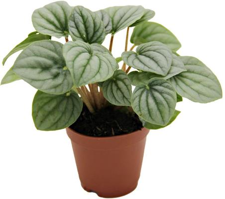 Show full view: ReptiFauna  Tropical Peperomia Live Plant, 2-in Pot, 1 count slide 8 of 10