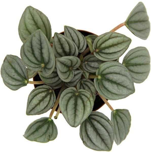 ReptiFauna Maranta Tropical Plant, 2-in Pot, 3 count
