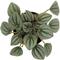 Show in main carousel: ReptiFauna  Tropical Peperomia Live Plant, 2-in Pot, 1 count slide 5 of 10