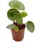 Show in main carousel: ReptiFauna  Tropical Peperomia Live Plant, 2-in Pot, 1 count slide 6 of 10