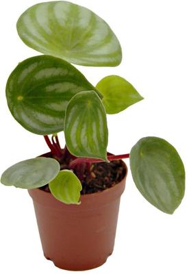 Show full view: ReptiFauna  Tropical Peperomia Live Plant, 2-in Pot, 1 count slide 6 of 10