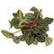 Show in main carousel: ReptiFauna  Tropical Peperomia Live Plant, 2-in Pot, 1 count slide 3 of 10