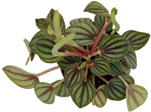 Show full view: ReptiFauna  Tropical Peperomia Live Plant, 2-in Pot, 1 count slide 3 of 10