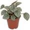 Show in main carousel: ReptiFauna  Tropical Peperomia Live Plant, 2-in Pot, 1 count slide 4 of 10