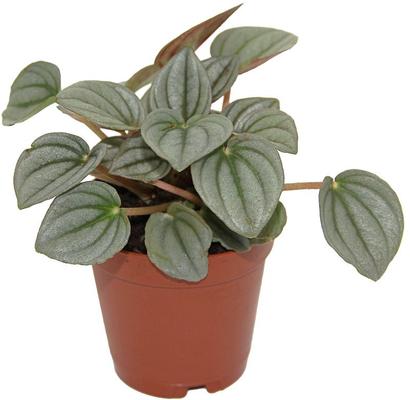 Show full view: ReptiFauna  Tropical Peperomia Live Plant, 2-in Pot, 1 count slide 4 of 10