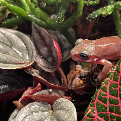 Show full view: ReptiFauna  Tropical Peperomia Live Plant, 2-in Pot, 1 count slide 2 of 10