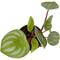 Show in main carousel: ReptiFauna  Tropical Peperomia Live Plant, 2-in Pot, 1 count slide 7 of 10