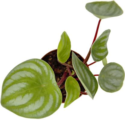 Show full view: ReptiFauna  Tropical Peperomia Live Plant, 2-in Pot, 1 count slide 7 of 10