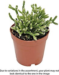 ReptiFauna Tropical Rhipsalis Live Plant, 2-in Pot, 1 count