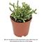 Show in main carousel: ReptiFauna Tropical Rhipsalis Live Plant, 2-in Pot, 1 count slide 1 of 9