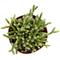 Show in main carousel: ReptiFauna Tropical Rhipsalis Live Plant, 2-in Pot, 1 count slide 5 of 9